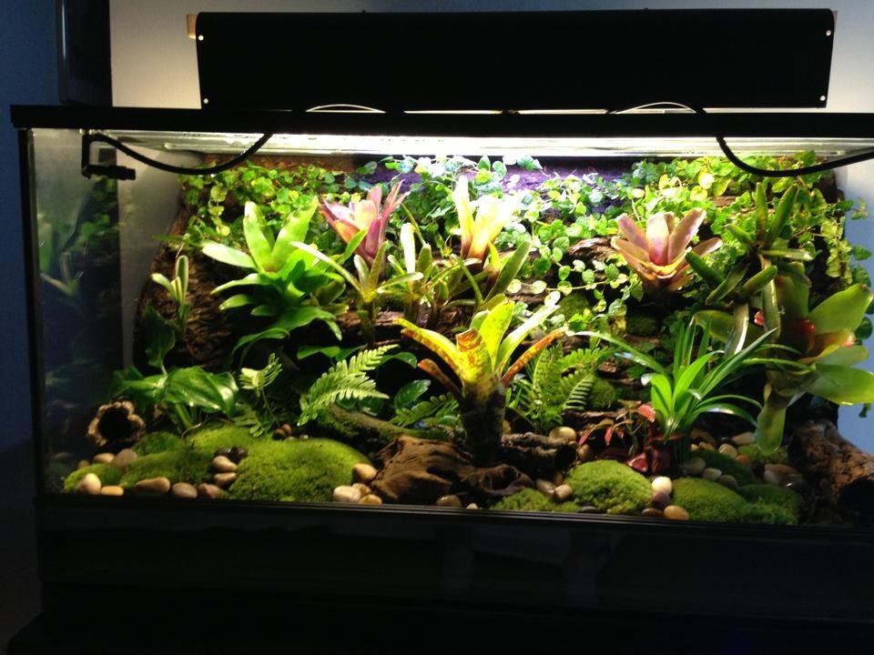 Mi terrario de dendros