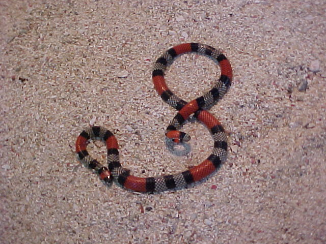 Micrurus dissoleucus 4.JPG