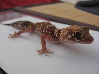 milii recien llegado 3.JPG