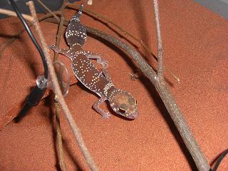 milli recien llegado terrario.JPG