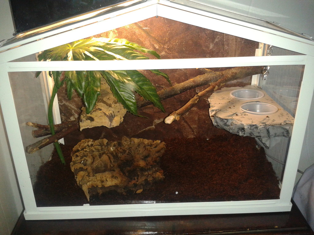 Mini terrario ciliatus