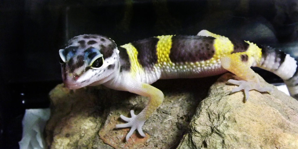 Mis geckos: Lygodactilus williamsi, phelsuma m. grandis, eublepharis macularius