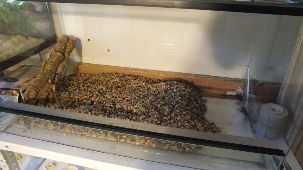 mis primeras dendros