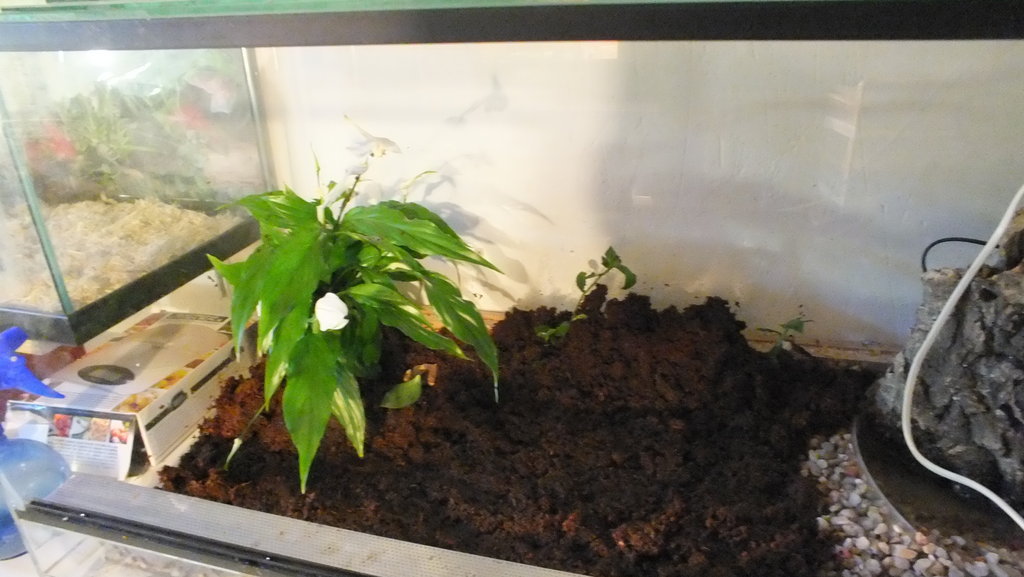 mis primeras dendros