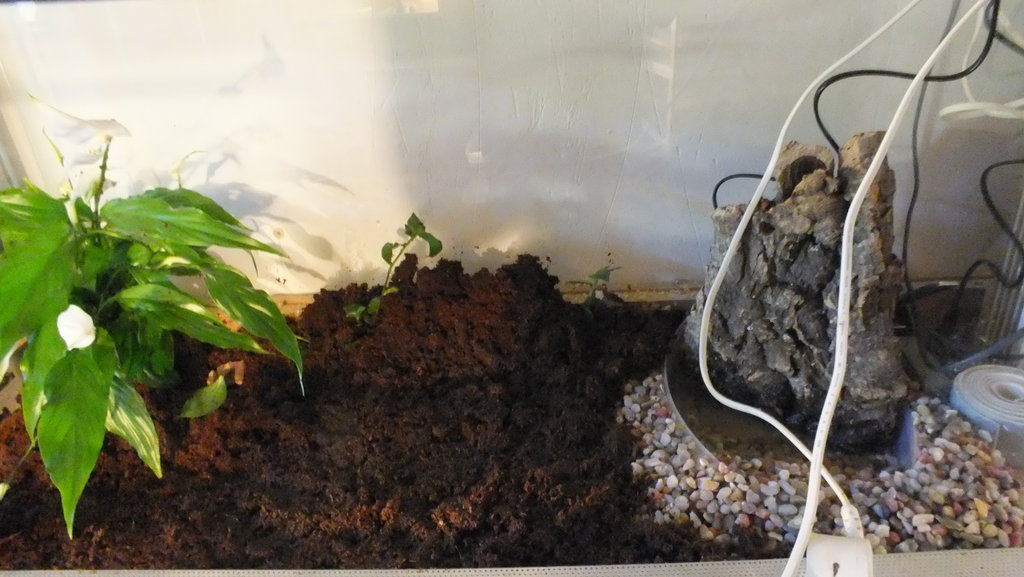 mis primeras dendros