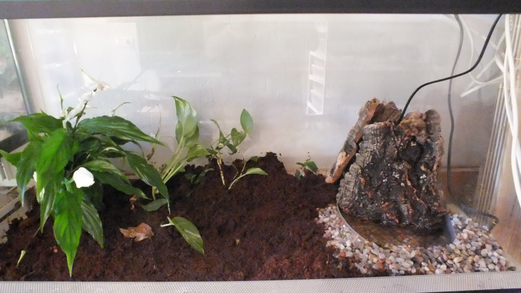 mis primeras dendros