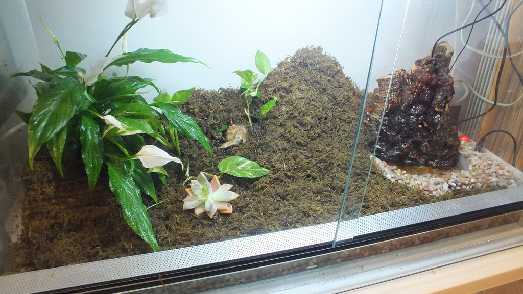 mis primeras dendros