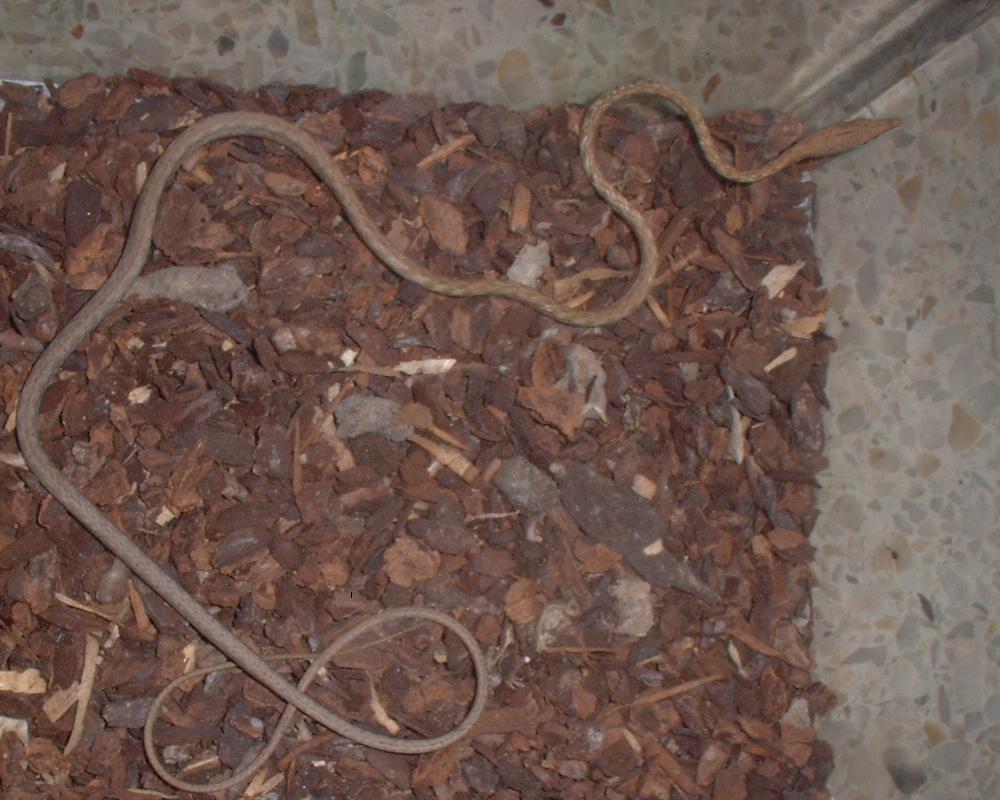 mis reptiles 5 (5).JPG