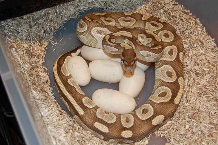 Mojave 13-7-12 (3),,.jpg