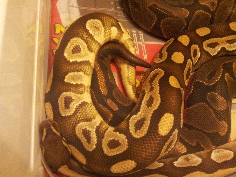 Mojave x nominal.jpg