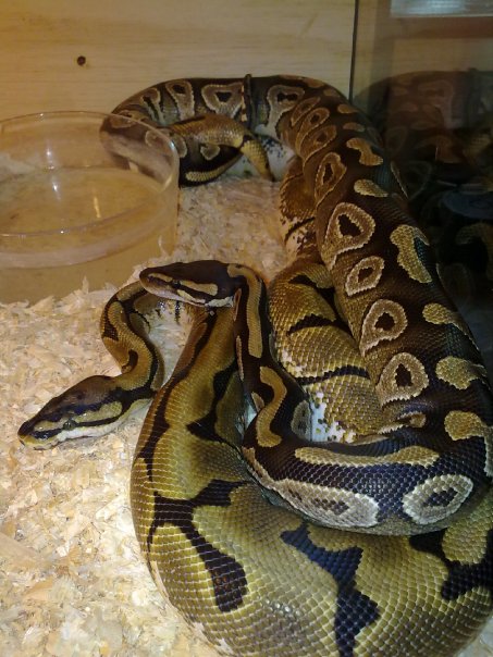 mojave x spider II.jpg