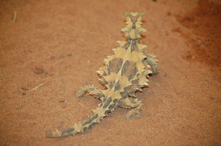 Moloch horridus