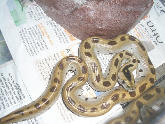 molrus green hembra.jpg