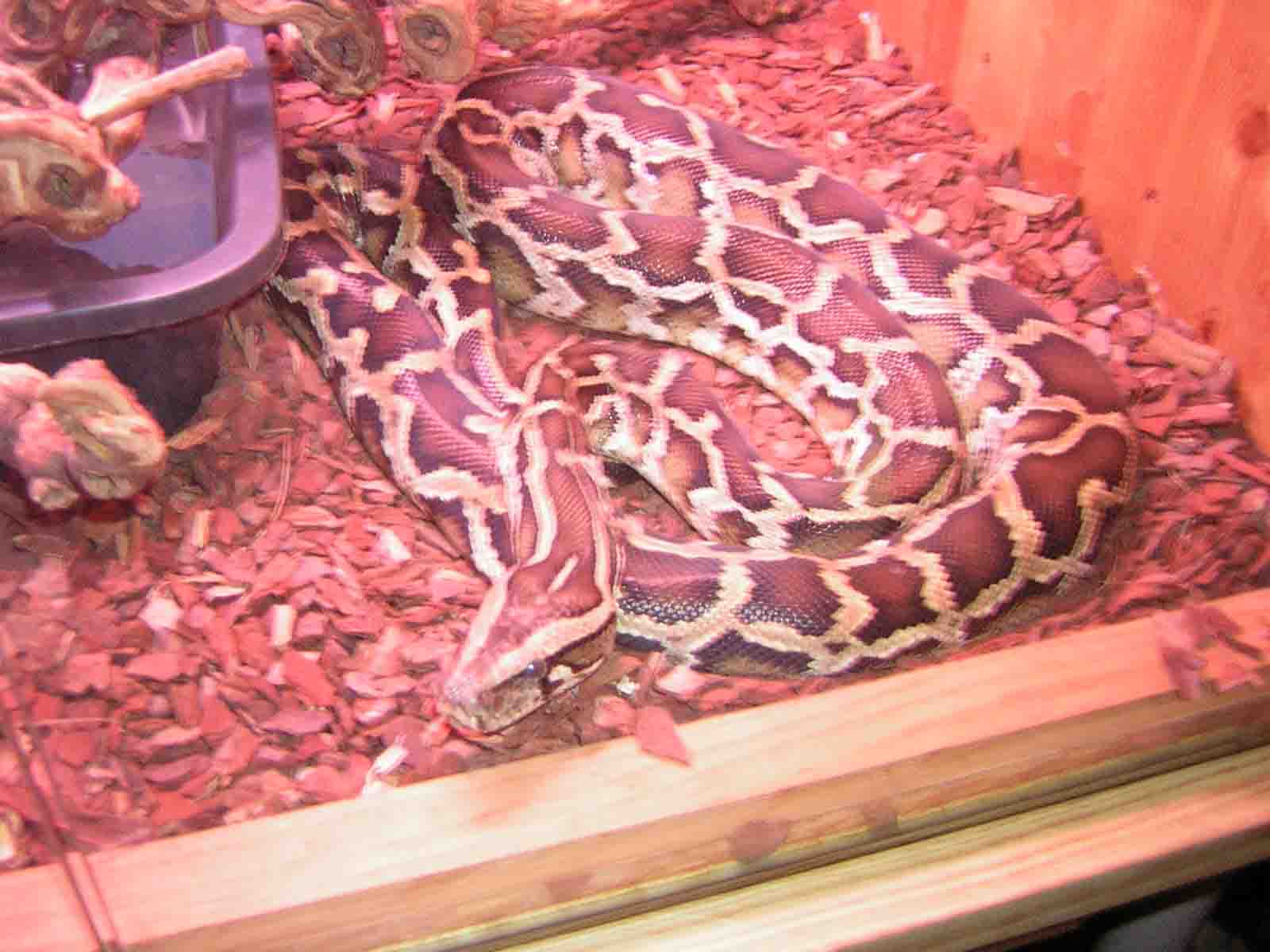 molurus 1.jpg