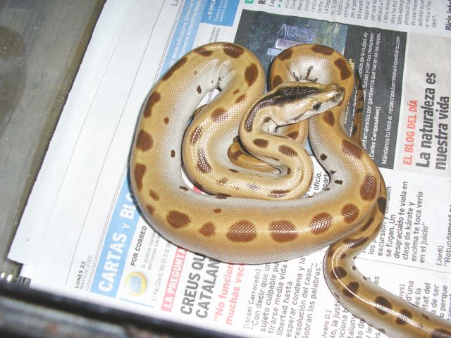 molurus green macho.jpg