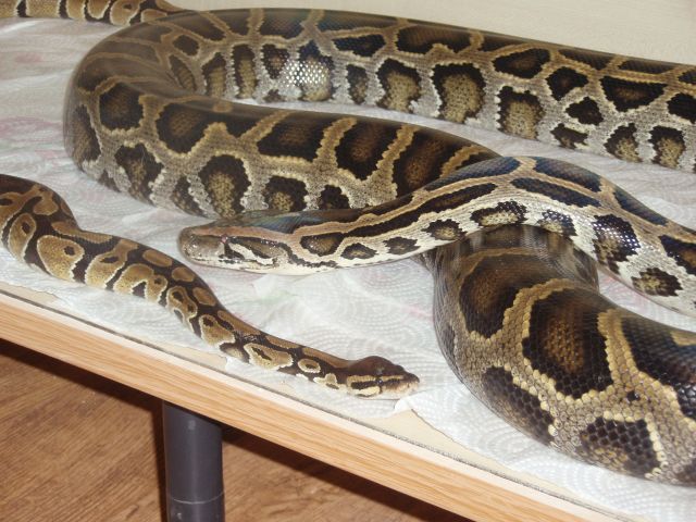 molurus+regius 1.jpg