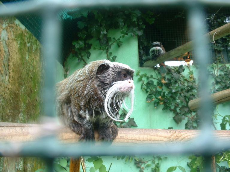 Mono bigotes santillana.JPG