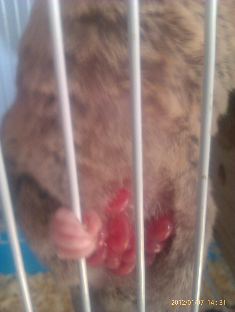 Monodelphis domestica