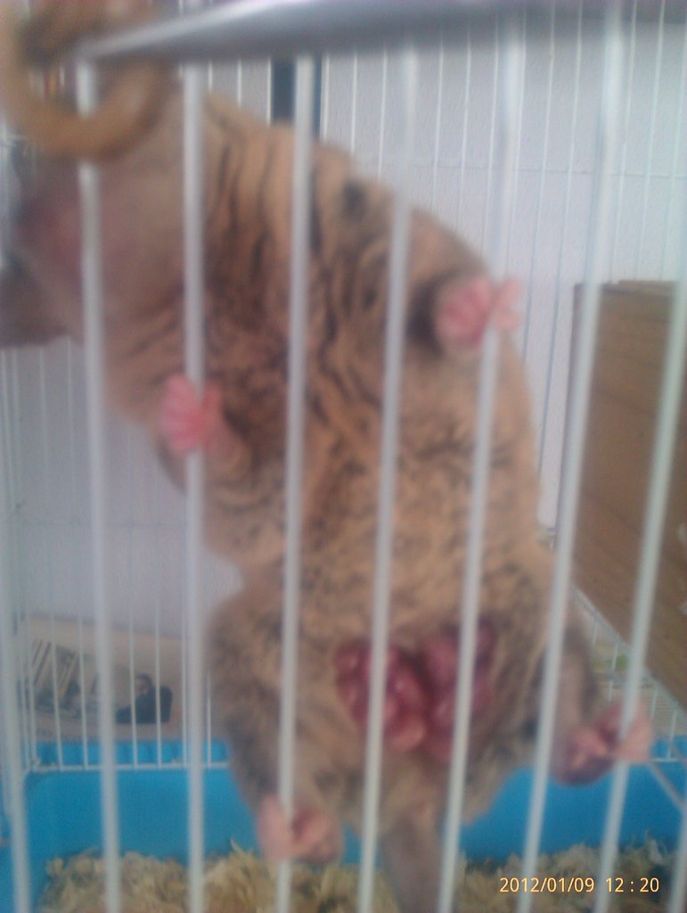 Monodelphis domestica