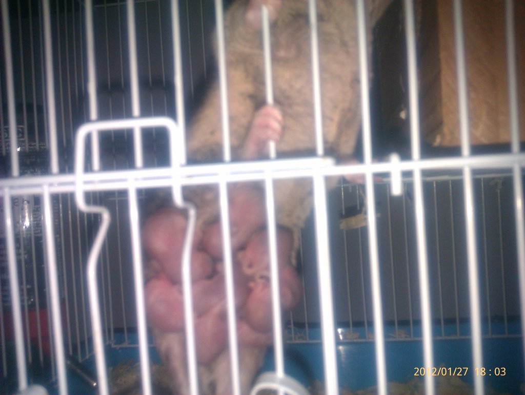 Monodelphis domestica