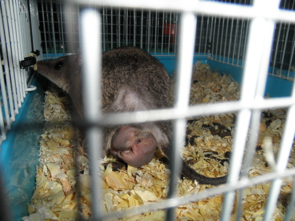 Monodelphis domestica