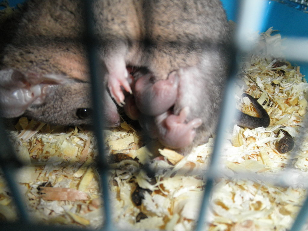 Monodelphis domestica