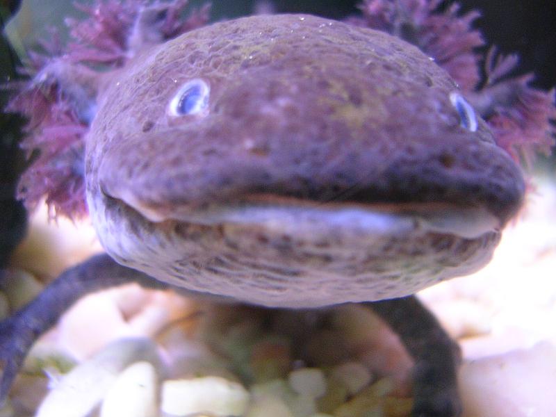 monstruo ajolote.JPG