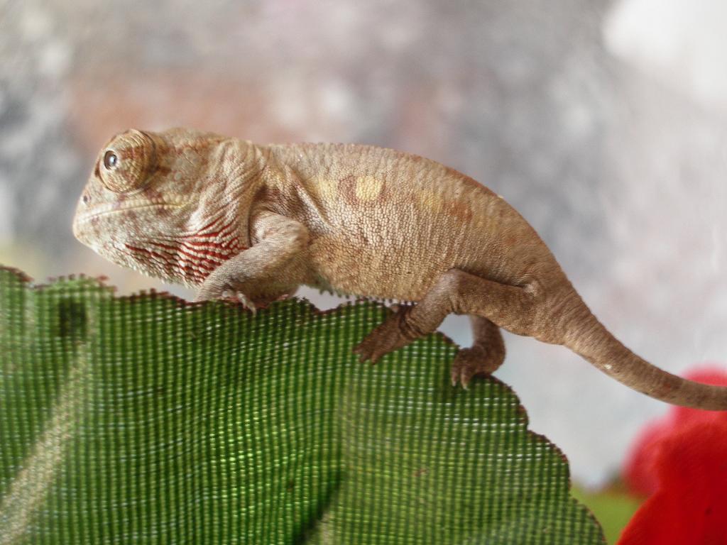 MONTA 16.03.2006 066.jpg