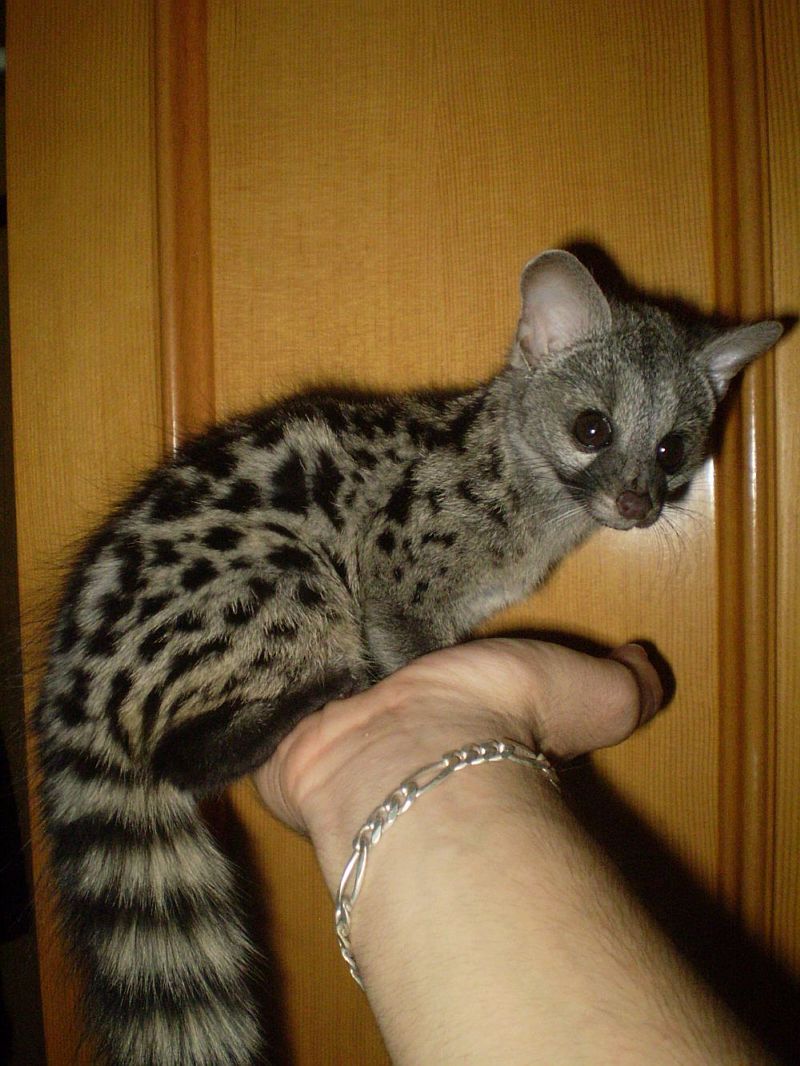 Mora dos meses 2.jpg