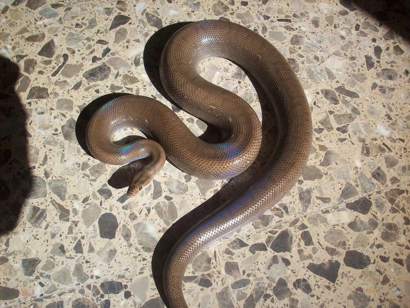 MORCILLA [800x600] [800x600].JPG