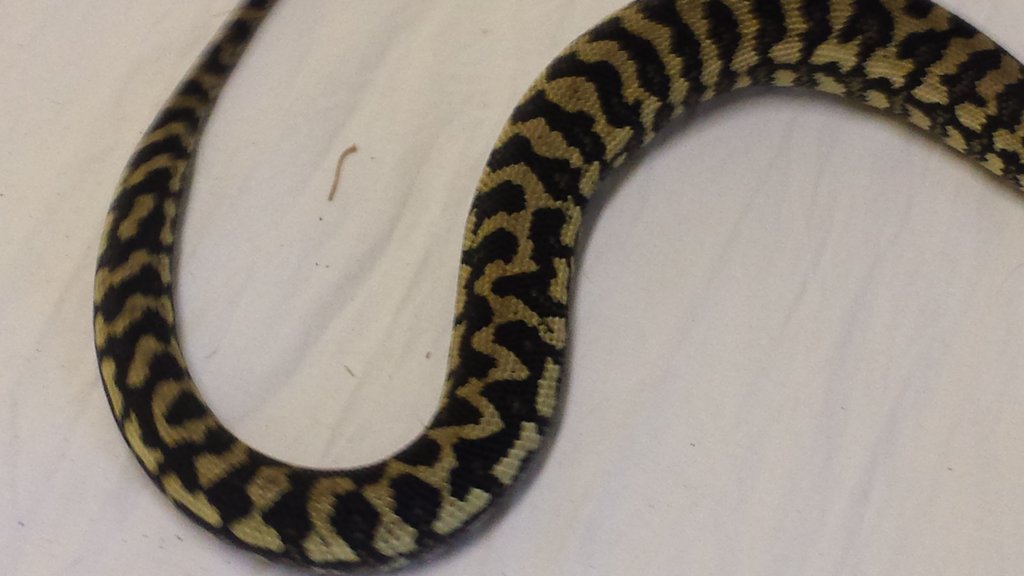 Morelia cheynei hembra