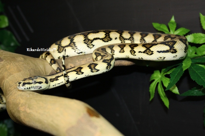 Morelia Diamond Jaguar