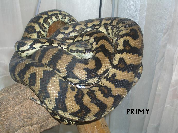 MORELIA FEBRERO 07.JPG