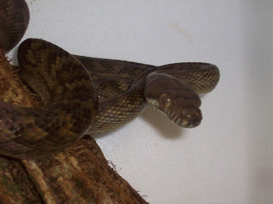 morelia [Resolucion de Escritorio].JPG