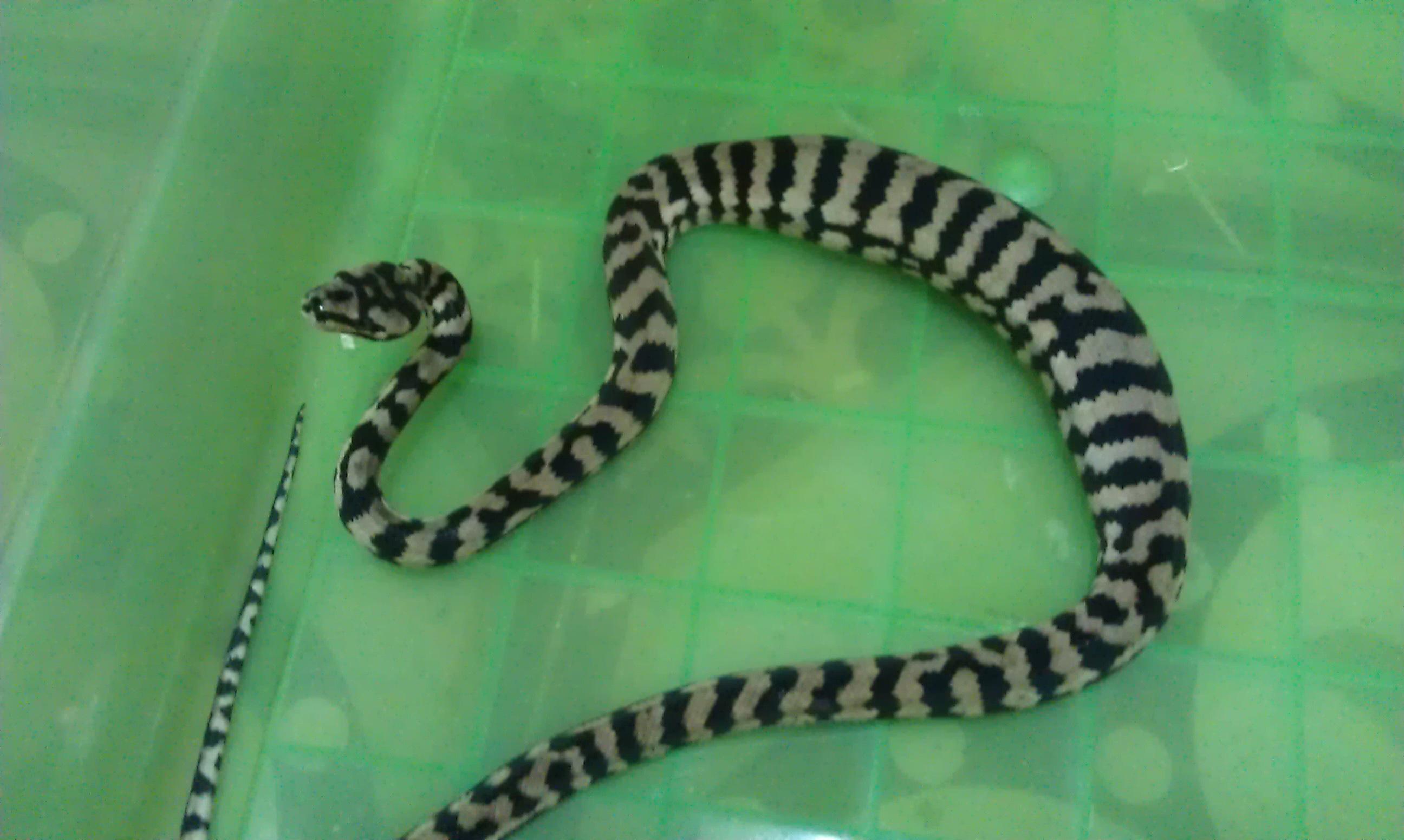 morelia spilota.jpg