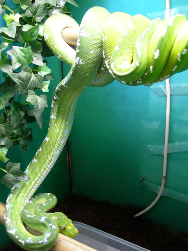 Morelia Viridis Aru Flower