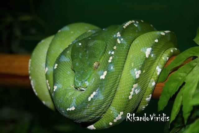 Morelia Viridis Aru