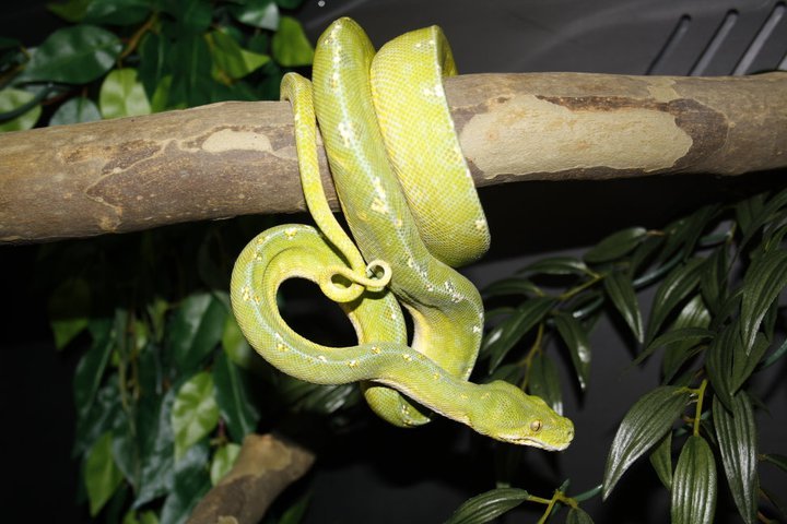 Morelia Viridis Cyclops
