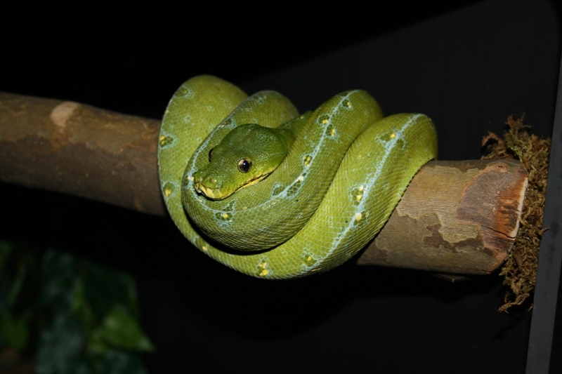 Morelia Viridis Jayapura