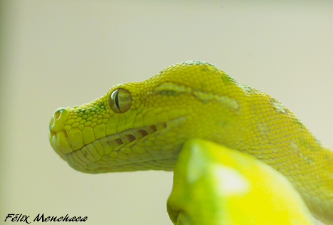 Morelia viridis juvenil.jpg