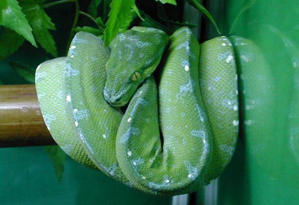 Morelia Viridis Manokwari