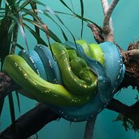 Morelia viridis pareja