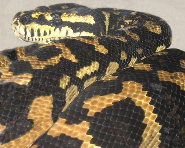 morelia3 (Medium).jpg