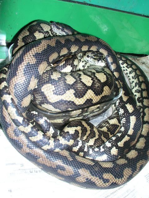 morelias apareandose [640x480].JPG