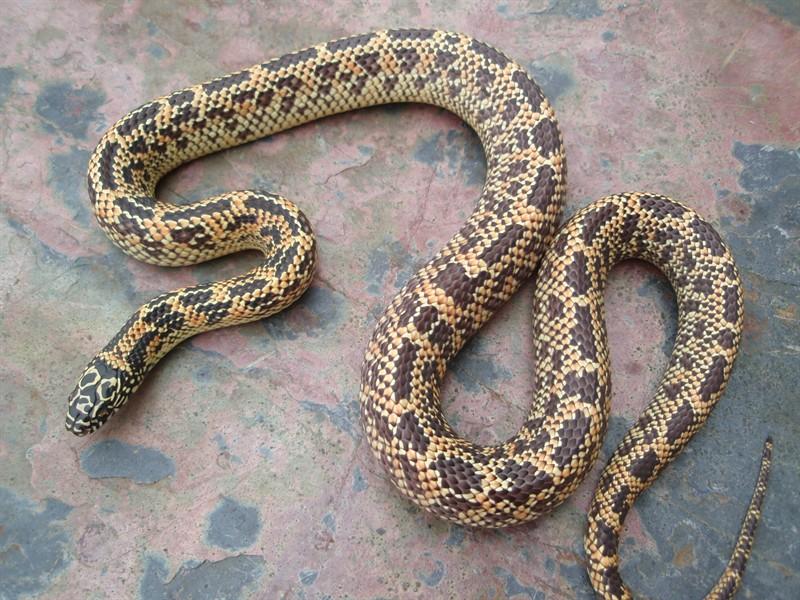 Mosaic Florida kings adult