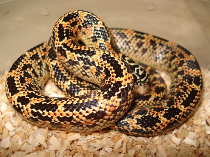 Mosaic Florida kings baby