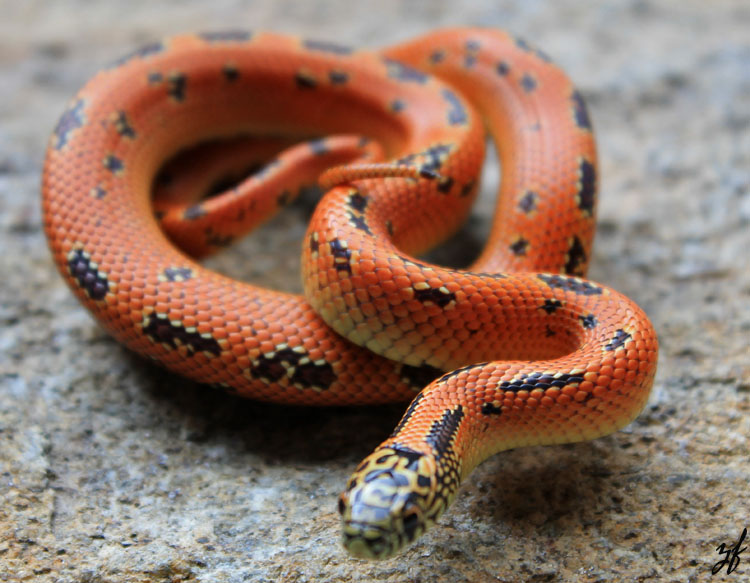 "Mosaic Mystery" Brooksi