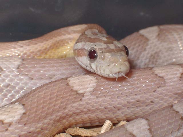 Motley ghost cabeza 2 feb'09.JPG