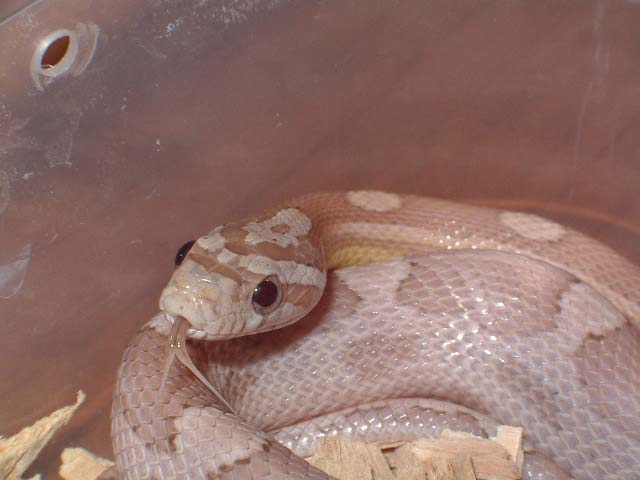 Motley ghost cabeza feb'09.JPG