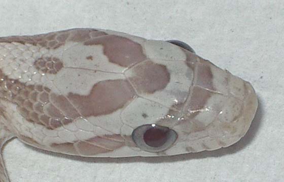 motley ghost cabeza.jpg